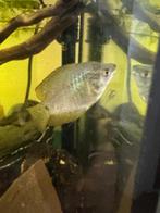 Blauwe gourami, Dieren en Toebehoren, Vissen | Aquariumvissen, Vis
