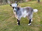 Mooie grijs bonte landgeit bok, Dieren en Toebehoren, Schapen, Geiten en Varkens, Mannelijk, Geit, 0 tot 2 jaar