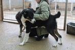 Lieve Bogdan ter adoptie!, Particulier, Rabiës (hondsdolheid), Reu, Buitenland