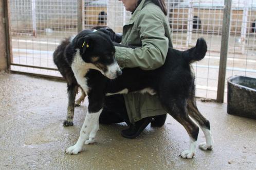 Lieve Bogdan ter adoptie!, Dieren en Toebehoren, Honden | Niet-rashonden, Groot, Reu, Particulier, Eén hond, Buitenland, 3 tot 5 jaar