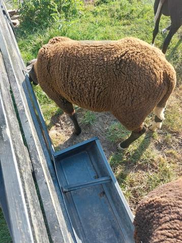 5 rammen beschikbaar voor biedingen