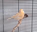 Kanarie man, Dieren en Toebehoren, Vogels | Kanaries, Mannelijk