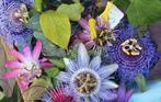 Verschillende soorten passiebloemen zaadjes, Ophalen of Verzenden, Voorjaar, Volle zon, Zaad