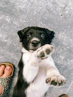 Lieve Stabij x Labrador pups op zoek naar een gouden mand!, Dieren en Toebehoren, Reu, 8 tot 15 weken, Meerdere, Middel