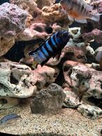 Malawi cichliden, Dieren en Toebehoren, Vis, Zoetwatervis