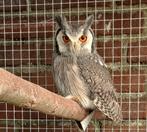 Witwangdwergooruil, Dieren en Toebehoren, Mannelijk, Roofvogel