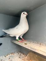 Canaria duivin, Dieren en Toebehoren, Vrouwelijk, Kropper