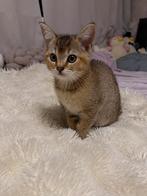 Britse korthaar, Poes, 0 tot 2 jaar