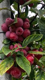 Prachtige sierappeltjes Red Sentinal, Tuin en Terras, Ophalen of Verzenden, Lente
