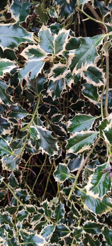 Hulst takken  beschikbaar voor biedingen