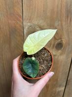 Alocasia platinum albo white wit mint variegata plant, Ophalen of Verzenden, Halfschaduw, Minder dan 100 cm