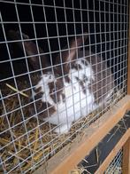 Vlaamse reus, Dieren en Toebehoren, Vrouwelijk, Groot, 0 tot 2 jaar