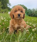 2 schitterende, hele sociale cavapoo reutjes, Dieren en Toebehoren, 8 tot 15 weken, CDV (hondenziekte), Meerdere, Nederland