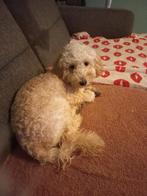 Hond te koop, Dieren en Toebehoren, Honden | Retrievers, Spaniëls en Waterhonden, 15 weken tot 1 jaar, CDV (hondenziekte), Teef