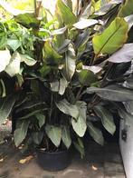 Canna knollen voor maar 1 euro per stuk, Tuin en Terras, Planten | Tuinplanten, Ophalen of Verzenden, Overige soorten, Volle zon