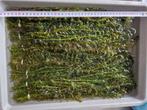 Vijver  planten  biologische. waterpest, Dieren en Toebehoren, Vissen | Vijvervissen