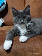 Maine Coon kitten poesje bijna 18 weken, Dieren en Toebehoren, Katten en Kittens | Raskatten | Langhaar, Poes, Ontwormd, 0 tot 2 jaar