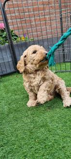 Australische labradoodle pups, Dieren en Toebehoren, Honden | Retrievers, Spaniëls en Waterhonden, Overige rassen, Meerdere, Meerdere dieren