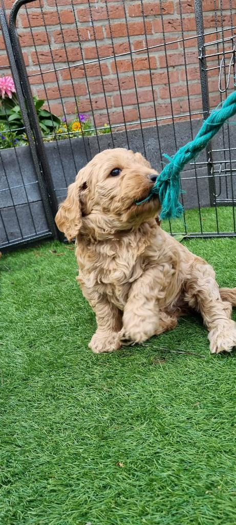 Australische labradoodle pups, Dieren en Toebehoren, Honden | Retrievers, Spaniëls en Waterhonden, Meerdere dieren, Overige rassen