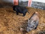 Twee “mini” varkens (gecastreerde borgjes), Dieren en Toebehoren, Mannelijk, Varken, 0 tot 2 jaar