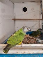 Koppel bonte boeren, Dieren en Toebehoren, Vogels | Parkieten en Papegaaien, Meerdere dieren, Papegaai