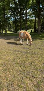Verzorger gezocht in 's- Graveland (geen rijpaard), Dieren en Toebehoren, Stalling en Weidegang
