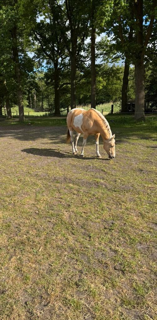 Verzorger gezocht in 's- Graveland (geen rijpaard), Dieren en Toebehoren, Stalling en Weidegang