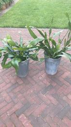 Epiphyllums kamerplant, Ophalen, Overige soorten, Minder dan 100 cm