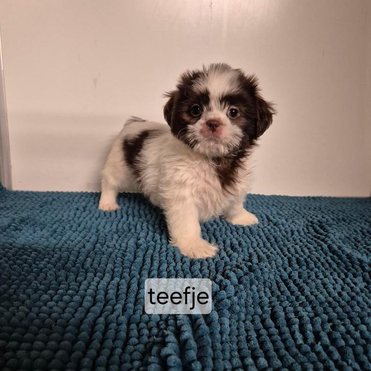 bijzondere kleurtjes choco shih tzu pups, Dieren en Toebehoren, Honden | Chihuahua's en Gezelschapshonden, Meerdere dieren, Overige rassen