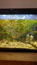 mooie aqaurium vissen, Dieren en Toebehoren, Vis, Zoetwatervis, Schoolvis
