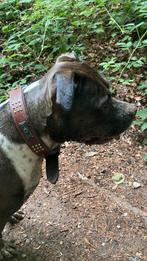 Lieve Amerikaanse Bully XL, Dieren en Toebehoren, Rabiës (hondsdolheid), 1 tot 2 jaar, Teef, Bulldog