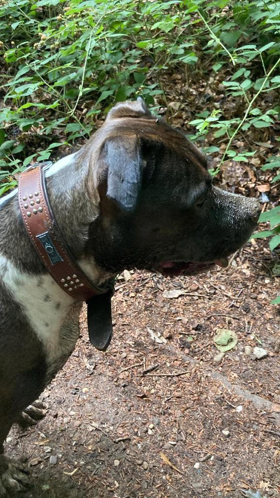 Lieve Amerikaanse Bully XL, Dieren en Toebehoren, Honden | Bulldogs, Pinschers en Molossers, Teef, Bulldog, Particulier, Eén hond