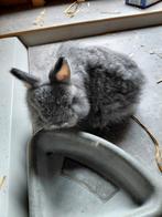 chincilla konijn te koop, Dieren en Toebehoren, Konijnen, Vrouwelijk