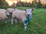Engelse texelaar dekram, Dieren en Toebehoren, Schapen, Geiten en Varkens, Mannelijk, Schaap