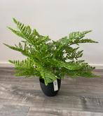 Kunstplant Varen van EasyPlants 40 cm hoog, Huis en Inrichting, Ophalen of Verzenden, Zo goed als nieuw
