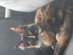Maine Coon kitten, Dieren en Toebehoren, Katten en Kittens | Overige Katten, Poes