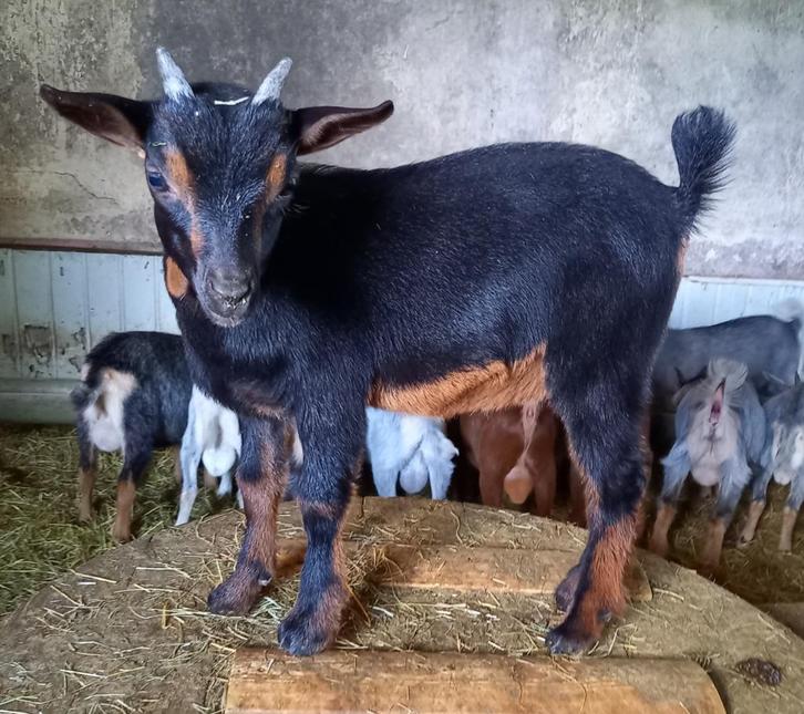 Dwerggeit bok black&tan CAE en CL-vrij, Dieren en Toebehoren, Schapen, Geiten en Varkens, Geit, Mannelijk, 0 tot 2 jaar