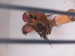 Kleine barmsijs mannen wildkleur, Mannelijk, Wildzangvogel, Geringd