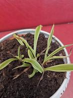 Plant, Ophalen, Overige soorten, Volle zon