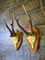 2 Mooie Ree Geweien samen € 18 Mancave Jacht Landelijk d9, Ophalen of Verzenden, Hert, Gewei of Kop