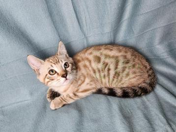 Sneeuwbengaal kitten katertje gevaccineerd gechipt  beschikbaar voor biedingen