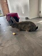 Vlaamse reus, Dieren en Toebehoren, Konijnen, Mannelijk, Groot, 0 tot 2 jaar