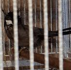 Himalaya buulbuul xxl man, Dieren en Toebehoren, Vogels | Overige Vogels, Mannelijk, Tropenvogel