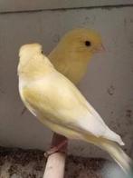 kanaries, Dieren en Toebehoren, Vogels | Kanaries, Meerdere dieren, Kleurkanarie