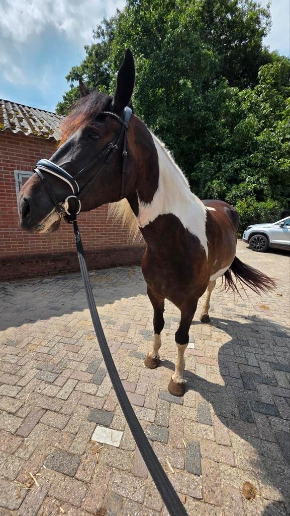 Oppas aangeboden, Dieren en Toebehoren, Honden-accessoires, Ophalen
