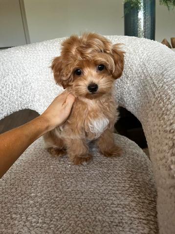 Premium maltipoo f1 reutje beschikbaar voor biedingen