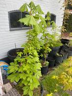 Jonge Kastanjebomen, Overige soorten, Lente, 100 tot 250 cm, Ophalen