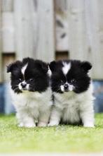 2 zwart bonte pomchi teefjes, Overige rassen, 8 tot 15 weken, Meerdere, Meerdere dieren