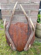 Prachtige Rusa Sambar hert trofee ! Geweien op eiken houten, Ophalen of Verzenden, Zo goed als nieuw, Hert, Gewei of Kop