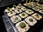 Cactussen 24 stuks, Huis en Inrichting, Kamerplanten, Ophalen, Minder dan 100 cm, Bloeiende kamerplant, Volle zon